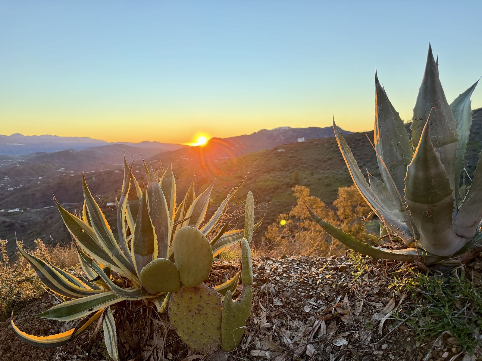 Zonsondergang boven de heuvels van de Axarquía met agaves op de voorgrond